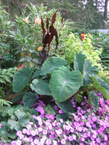 Gardeners know that magic happens all the time in the garden, often through unusual plant combinations, as here with elephant ears, canna lilies and vivid New Guinea impatiens.