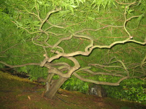 Here is a picture taken from inside a Japanese cut-leaf maple, showing its intricate and delicate branches.
