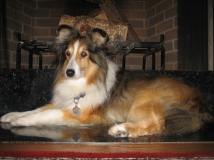 Cosimo, the Assistant Gardener, waits patiently by the fireplace for the idea to light a fire to occur to the sleepy gardener on a snowy January morning.