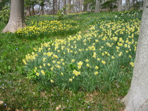 Glorious spring bulbs, like these over-the-top daffodils, cannot flower and thrive in spring without their requisite number of cold winter days.