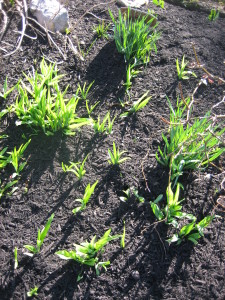 Few things rejoice the gardener's heart in late winter like the sight of fresh green shoots (here, of daylilies) against the clean, rich black earth.