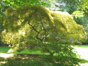 "To see one of these extremely beautiful and venerable trees lit from behind by late afternoon sun...is a rare and wonderful thing."