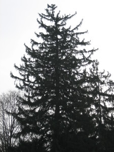 Our town has a lot of these Serbian spruces; they grow to a great size and have a lovely, gently up-curved branching habit.