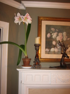 "An astounding “jaguar” amaryllis has erupted into bloom in our reading room, without leaves and on a bare stalk over a yard high."
