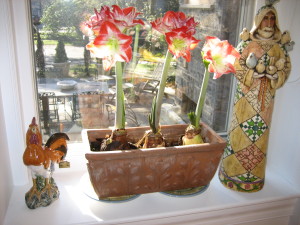 The magic lily is related to the amaryllis "and like its relative has long stalks with extremely large and impressive blooms; and though it eventually produces the family-standard strap-like leaves, it often emerges from the ground just on its large stalk and opens its huge, magical bloom, hence the common name."