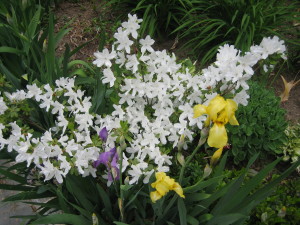 A "Delaware Valley azalea" in full bloom in spring, with a few irises.