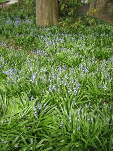 "And how one’s mind does travel to spring green in the dead of January."   Here, a carpet of bluebells with their fresh green leaves and tiny scented blue flowers.