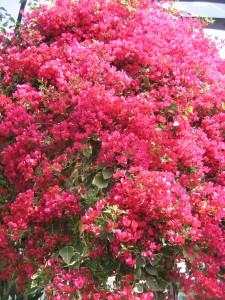 "There is always Mexico, Arizona and Florida, you know, if you are dying for hot sun and want to see some blazing bougainvillea when you wake up in the morning."
