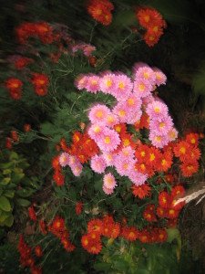 My Thanksgiving is perpetual, but my chrysanthemums are not.  Still, you have to admire their vigor, to be still blooming when the first snows fall each year.