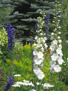 "I tried forever to grow delphiniums for example and finally gave up..."