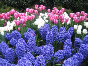It will be many weeks yet before the hyacinths look anything like this, but already they are poking their leaf tips above the snowy ground. 