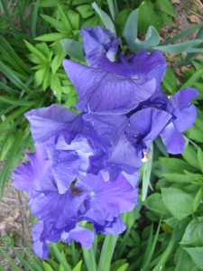 "On a nearby street, there is one grand, bearded iris blooming in late November of all things, defying the advancing dark and cold with its absurdly gorgeous, orchidaceous bloom."