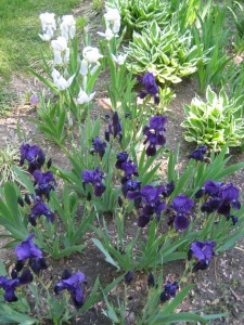 These are the irises that bloom a second time in late fall, often into December.