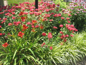 I can't get enough of red flowers in the garden, like  these monarda, echinacea and daylilies.