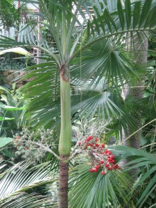 The Christmas palm features this lovely red fruit.
