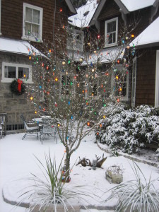 "Try this experiment: the next time the garden is rimed with frost or etched in its outline by a light fresh snowfall, put on some warm clothes and go study it."