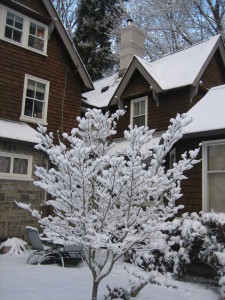 "The next time there is a light snowfall, go out and look at your dogwood...With each limb etched in a brilliant white tracery of snow you see the perfection of its form."
