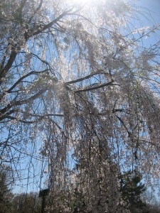 "I saw a most surprising sight: in the front yard of a house was a very large cherry tree (at least I think it was a cherry tree, it certainly looked like it) that was almost fully in bloom..."