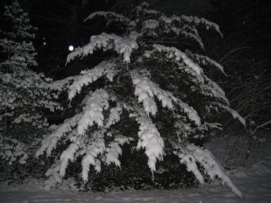"The big yew that stands next to it had its very efficiently designed snow-catching needles and branches loaded with so much snow that they were all bent to the ground too."