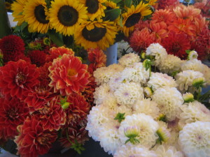 "...and the heat-loving dahlias are providing endless floral interest."