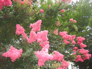 "The hydrangeas are still going strong and crape myrtles positively go nuts in all this heat and humidity."