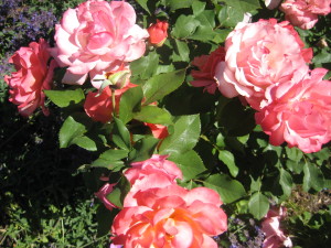 "Usually at our place, this snapping back into something more like smartness is led by the roses, which are always looking in late summer for their cue for the rosy last hurrah of the year."