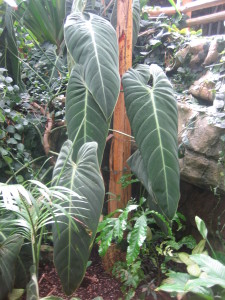 "How well tropicals look bordering an area where you can admire them every single day at this hot time of the year, such as around the patio or by a much-traveled walk or path."