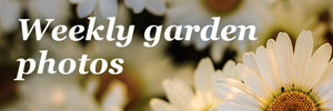 Weekly Garden Photos
